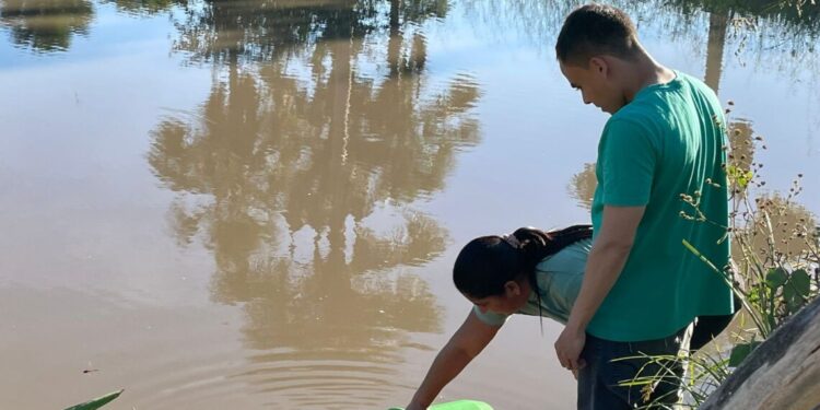 Filhotes de jacaré são encontrados próximos à escola em Miracema