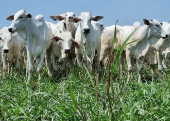 Mercado de boi gordo esboçou reação durante a semana