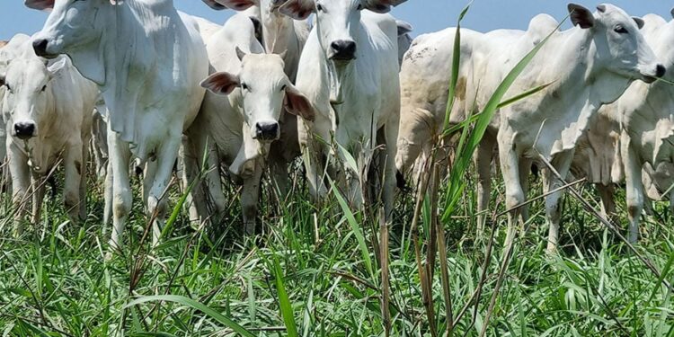Mercado de boi gordo esboçou reação durante a semana