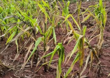 Clima ruim limitou avanço do PIB do agro no primeiro trimestre