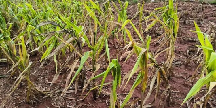 Clima ruim limitou avanço do PIB do agro no primeiro trimestre