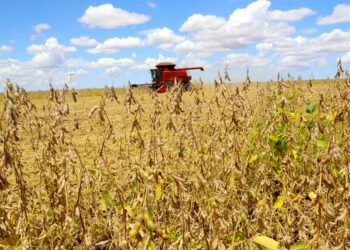 Brasil gasta mais do que concorrentes para produzir soja