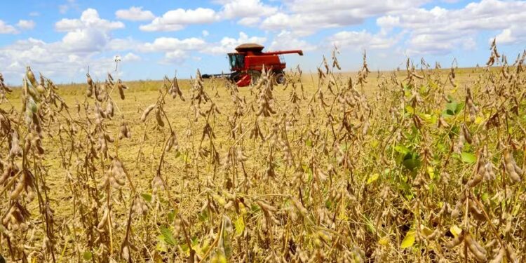 Brasil gasta mais do que concorrentes para produzir soja