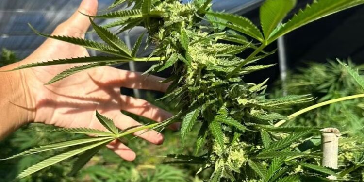 Juíza autoriza morador de Palmas a plantar maconha em casa para uso medicinal e proíbe polícia de prendê-lo