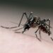 Estado de São Paulo registra mais de mil mortes por dengue