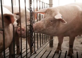 Carne suína inicia junho com recuperação de preços