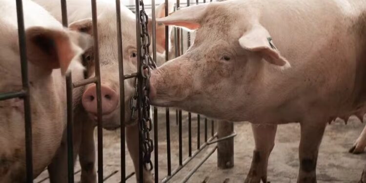 Carne suína inicia junho com recuperação de preços