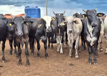 Preço do boi gordo já acumula queda de 2% em junho