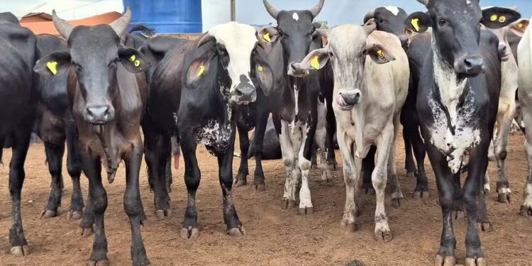 A pressão de baixa continua no mercado pecuário, afetando os preços e desacelerando os negócios — Foto: José Florentino/Globo Rural