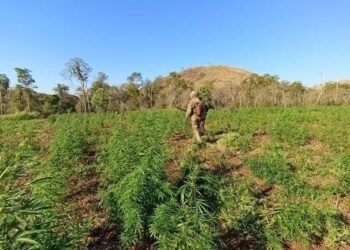 Além da PF e da Senad, a operação conta com o apoio do Ministério Público, da Força-Tarefa Conjunta (FTC) e da Força Aérea do Paraguai Polícia Federal