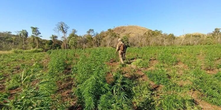 PF destrói 255 hectares de plantações de maconha na fronteira com Paraguai