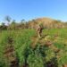 PF destrói 255 hectares de plantações de maconha na fronteira com Paraguai