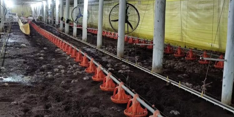 Perdas no setor de aves do RS por chuvas superam R$ 250 milhões