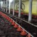 Perdas no setor de aves do RS por chuvas superam R$ 250 milhões