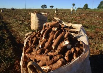 Plantio da mandioca avança e reduz colheita nas regiões produtoras