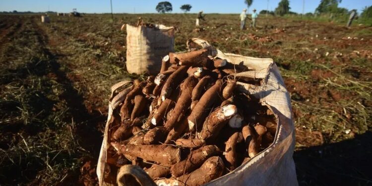 Plantio da mandioca avança e reduz colheita nas regiões produtoras