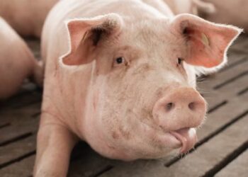 Menor número de dias úteis na semana reduziu as escalas de abate de frigoríficos, resultando em diminuição das compras de novos lotes de animais — Foto: AgroBisollo/Divulgação