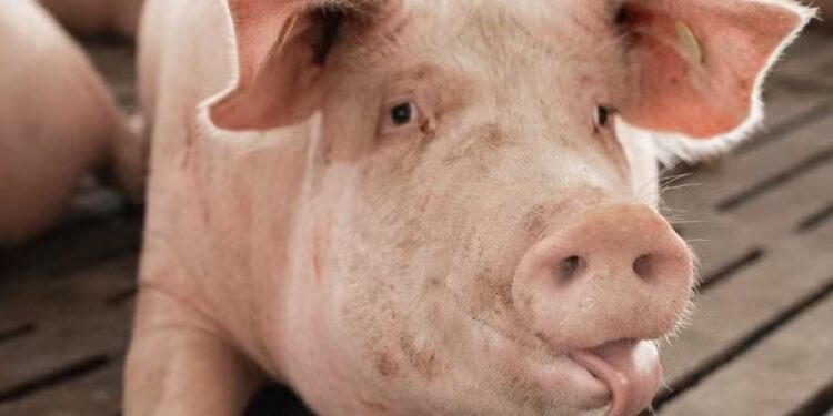 Preço do suíno vivo recua no fim de maio, mas fecha mês em alta