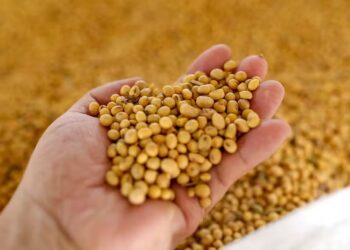 Preço da soja se mantém com prêmio e câmbio, enquanto mercado avalia MP do PIS/Cofins