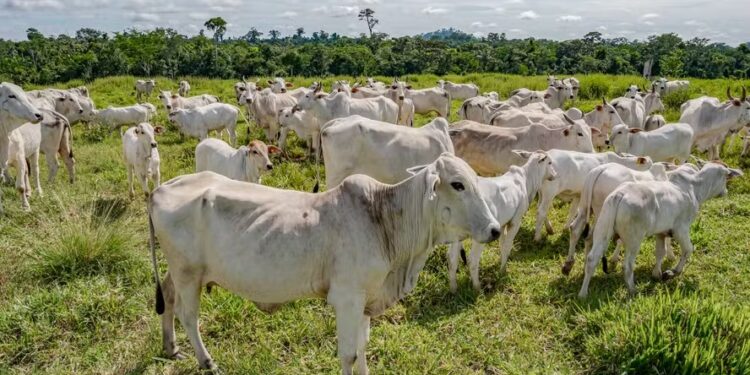 Preço do boi gordo começa semana estável