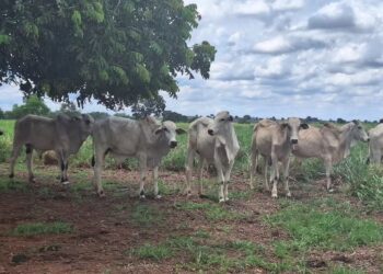 Preço do boi gordo fica estável na maioria do país