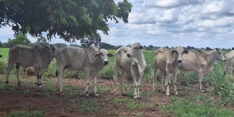 Preço do boi gordo fica estável na maioria do país