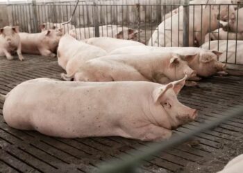 Preços dos suínos têm novas altas, enquanto exportações seguem intensas