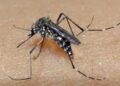 Prefeitura de Belo Horizonte decreta o fim da epidemia de dengue