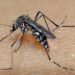 Prefeitura de Belo Horizonte decreta o fim da epidemia de dengue