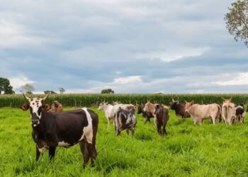 A ampla oferta de gado disponível para abate pressionou os valores da arroba ao longo deste ano — Foto: Enio Tavares