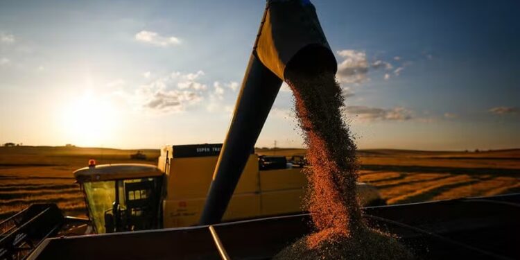 O Rio Grande do Sul responde por 70% da produção nacional de arroz — Foto: Wenderson Araújo / CNA