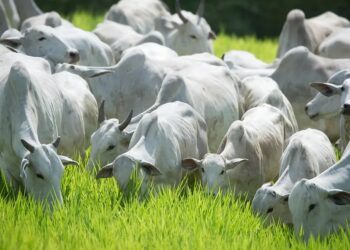Oferta de gado para abate ainda é considerada ampla, mas aos poucos vai diminuindo a disponibilidade de fêmeas — Foto: Wenderson Araujo/CNA