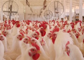 A ração se destacou como o principal componente de custo para os frangos — Foto: Ricardo Padue/Ed. Globo