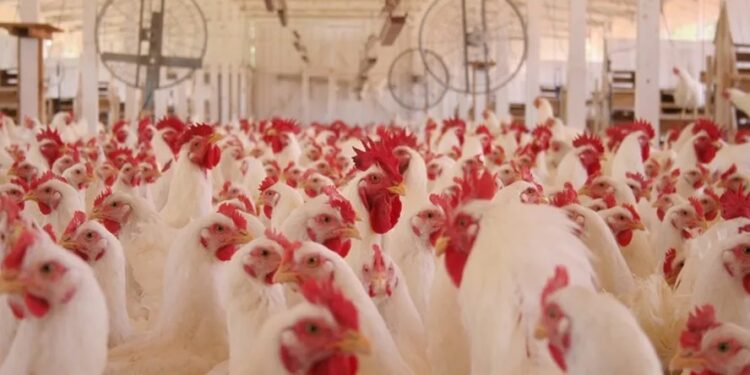 Custos de produção de frango e suínos subiram em maio, diz Embrapa