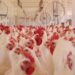 Custos de produção de frango e suínos subiram em maio, diz Embrapa