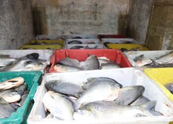 Peixes foram doados para instituições de caridade — Foto: Regiane Rocha/Secom Palmas