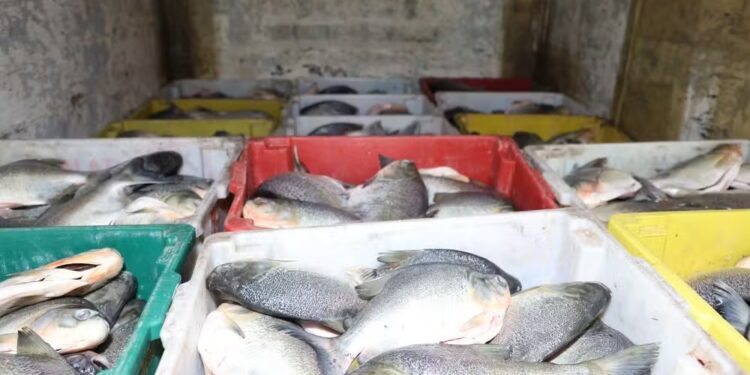 Caminhão derrama água com cheiro forte em rodovia e inspetores flagram quase quatro toneladas de peixes