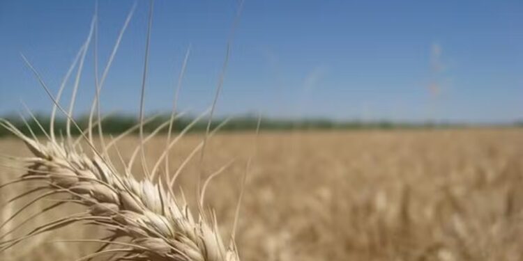 Com atenções voltadas ao campo, mercado de trigo tem poucos negócios