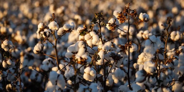Preços do algodão seguem próximos da paridade de exportação