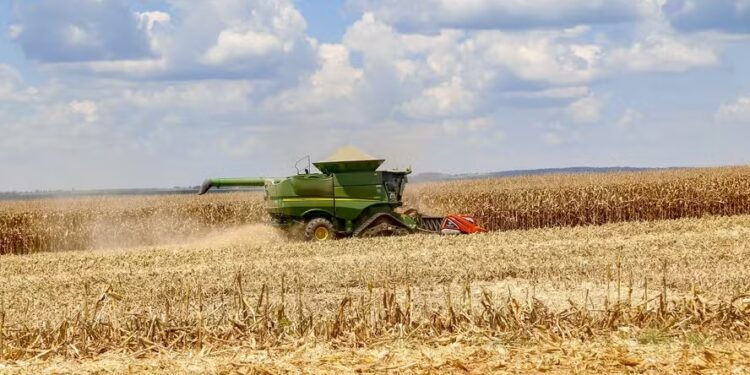 Colheita do milho avança e preços variam entre as regiões