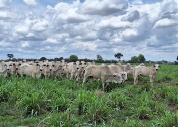 Pecuaristas procuram maneiras de sustentar os preços do boi gordo — Foto: José Florentino/Globo Rural