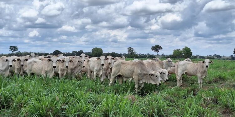 Preço do boi segue estável e oferta de carne bovina é a maior desde 2018
