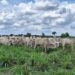 Preço do boi segue estável e oferta de carne bovina é a maior desde 2018