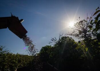 Cenário reforça no Brasil o quadro de firmeza nos preços do café — Foto: Wenderson Araujo/Trilux/CNA