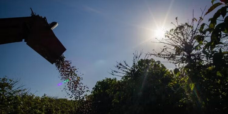 Cenário reforça no Brasil o quadro de firmeza nos preços do café — Foto: Wenderson Araujo/Trilux/CNA