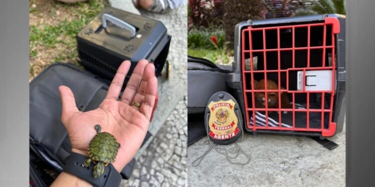 PF prende 4 pessoas por venda ilegal de animais silvestres no Rio de Janeiro