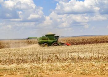 Clima quente e seco na maior parte das regiões produtoras favorece a colheita de milho — Foto: AEN/Divulgação