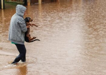 15.259 animais de estimação estão abrigados em 353 locais em todo o estado.