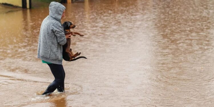 15.259 animais de estimação estão abrigados em 353 locais em todo o estado.