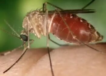 Febre Oropouche é causada pelo mosquito maruim (mosquito-pólvora ou borrachudo) — Foto: Reprodução/SES